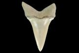 Fossil Mako Tooth - Lee Creek (Aurora), NC #142321-1